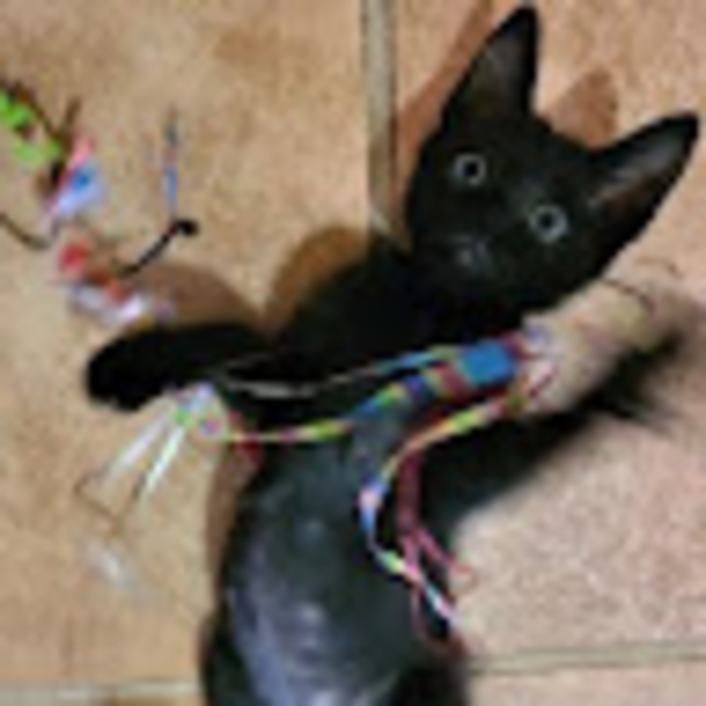 Meet your Posher, Katelyn